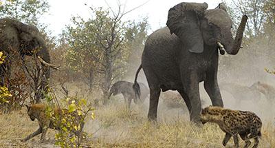 Слон спас слоненка от гиен