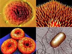 Шедевры под микроскопом: микромир on-line