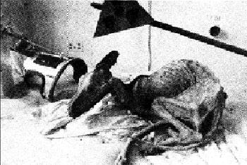 Кадры, которые потрясли мир, ЧАСТЬ II