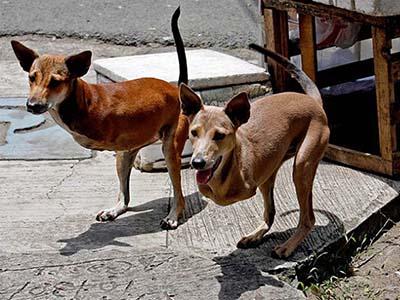 Двуногих собак, проживающих на Филиппинах, зовут Кьют и Бэмби. Невероятно, но эти животные родились без передних конечностей.