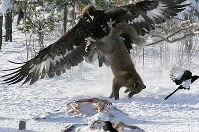 «Борьба за выживание». Орел оттаскивает лису от обглоданной туши, 22 февраля 2006 года. Авторство снимка принадлежит финскому охотнику Пекке Коми (Pekka Komi).