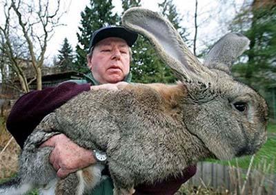 Кроликов-гигантов выращивает немецкий фермер Карлу Змлоински (Karl Szmolinsky). От желающих приобрести такую зверюшку у мужчины нет отбоя.