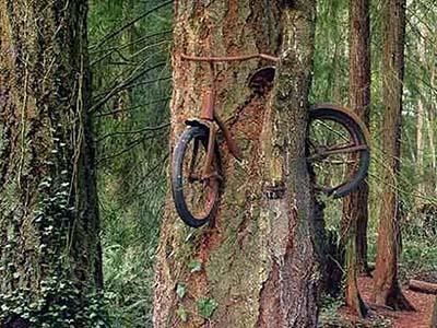 О том, как именно этот велосипед оказался внутри живого дерева, ходит множество легенд. Но как бы то ни было, дерево, поглотившее двухколесный байк, действительно существует в штате Вашингтон, США.
