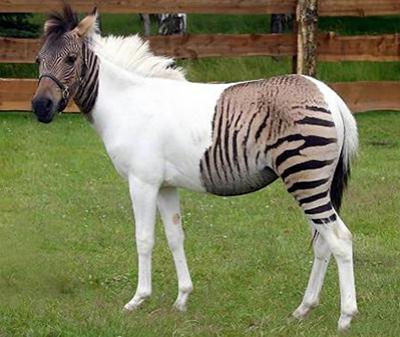 Зебройд - помесь зебры с лошадью - по кличке Эклис.