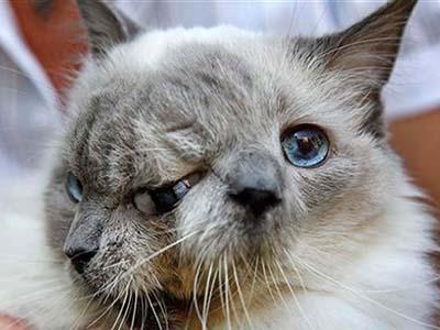 12-летний двуликий кот по кличке Янус попал в Книгу рекордов Гиннесса, как долгожитель среди кошек с подобными физическими отклонениями.