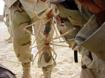 Пара верблюжьих пауков, пойманных в Ираке.