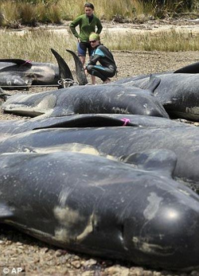 Более 80 китов погибли у берегов Новой Зеландии
