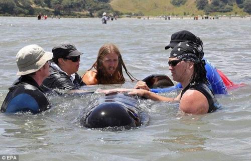 Более 80 китов погибли у берегов Новой Зеландии