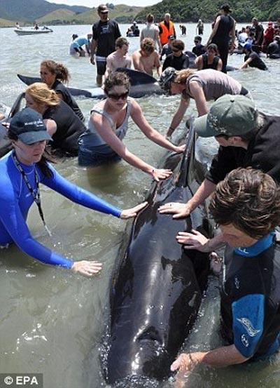 Более 80 китов погибли у берегов Новой Зеландии