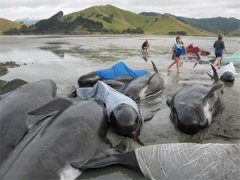 Более 80 китов погибли у берегов Новой Зеландии