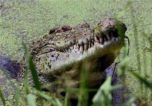Супер-аттракцион «Накорми крокодила»!