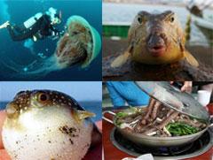 7 самых опасных блюд на планете