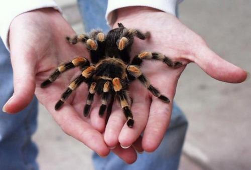 Тарантул Тарантулы - самые большие пауки в мире, имеющие самые большие клыки. Но на самом деле, им глубоко плевать на людей. В отличии от множества других ультра-ядовитых пауков, укус тарантула для вас будет даже менее болезненным, чем укус обычной осы.