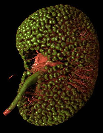 Победители фотоконкурса Wellcome Image Awards 2011