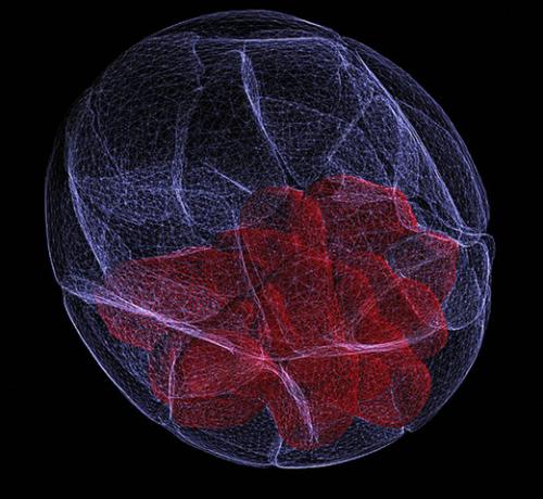 Победители фотоконкурса Wellcome Image Awards 2011