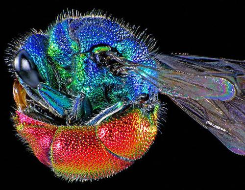 Победители фотоконкурса Wellcome Image Awards 2011