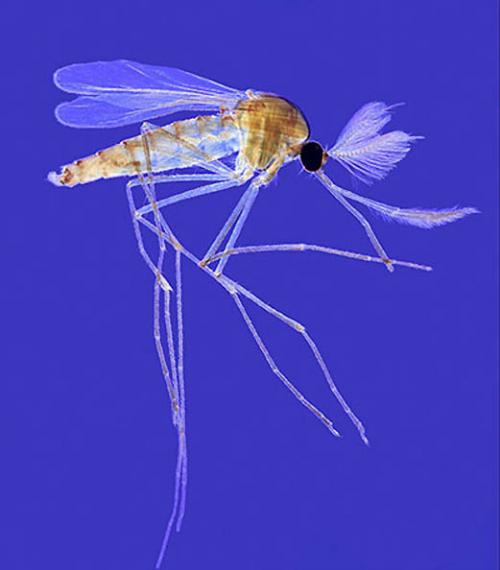 Победители фотоконкурса Wellcome Image Awards 2011