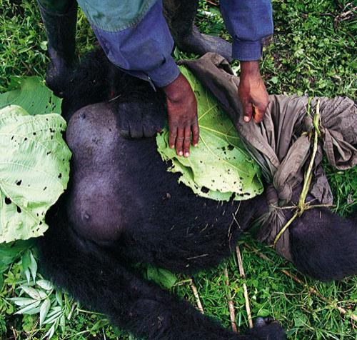Браконьеры варварски расстреляли семью горилл