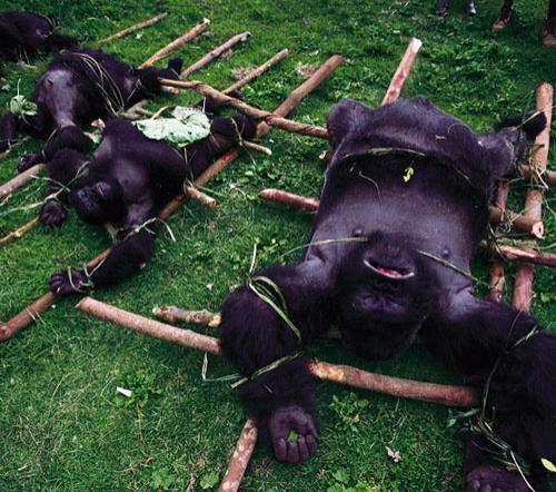 Браконьеры варварски расстреляли семью горилл