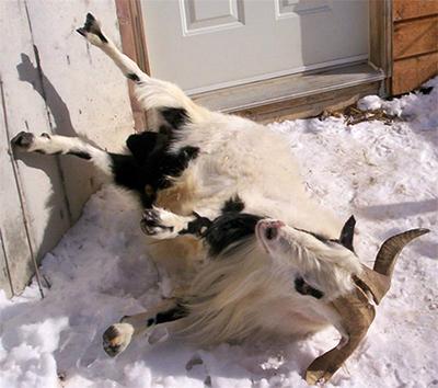 Как выглядят обморочные козы