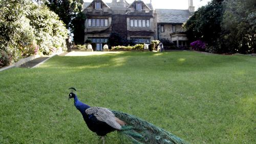 Питомцы известных людей