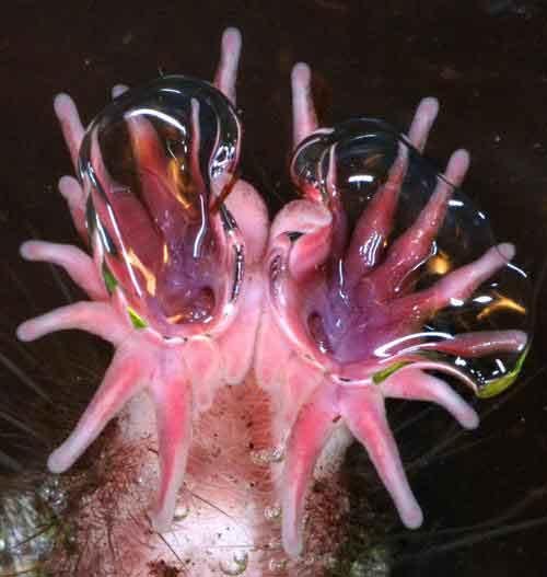 Самые странные земные создания