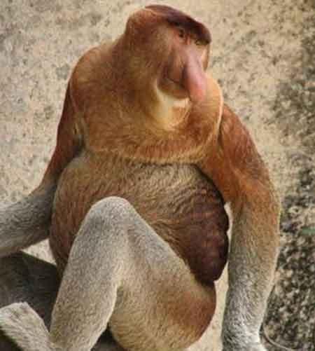 Самые странные земные создания