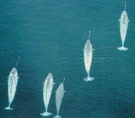 Самые странные земные создания