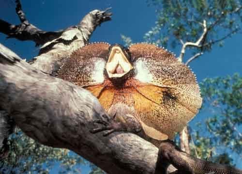 Самые странные земные создания