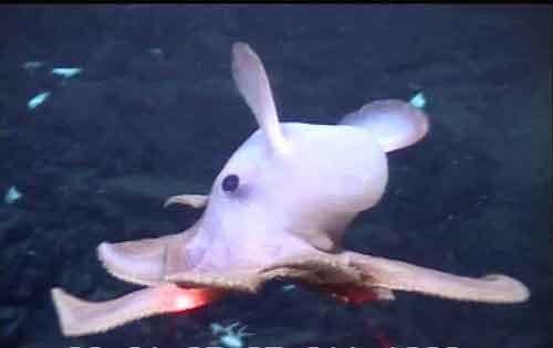 Самые странные земные создания