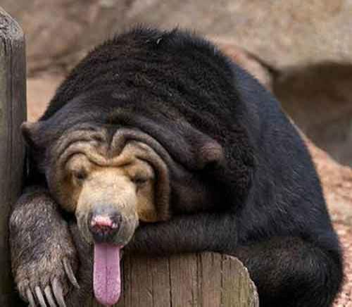 Самые странные земные создания