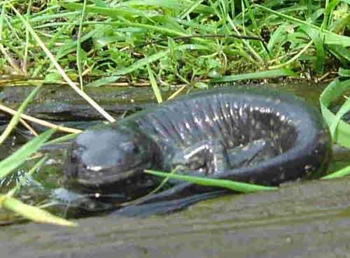 Самые странные земные создания