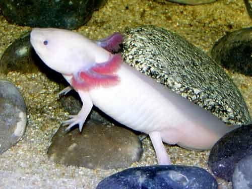 Самые странные земные создания