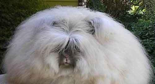 Самые странные земные создания