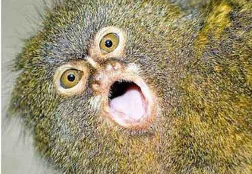 Самые странные земные создания