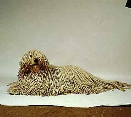 Самые странные земные создания