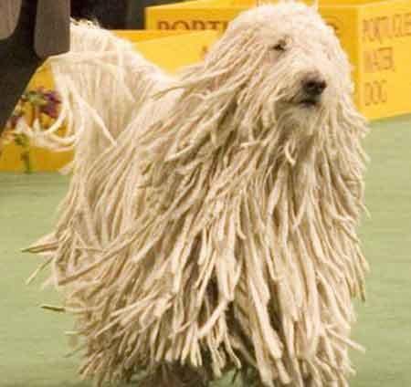 Самые странные земные создания