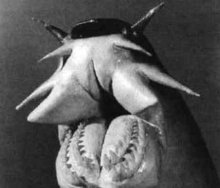 Самые странные земные создания