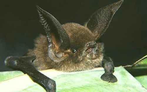 Самые странные земные создания