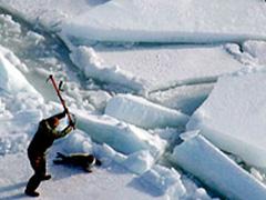 В Канаде начался «кровавый сезон»