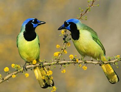 150 самых красивых птиц в мире. Часть 2