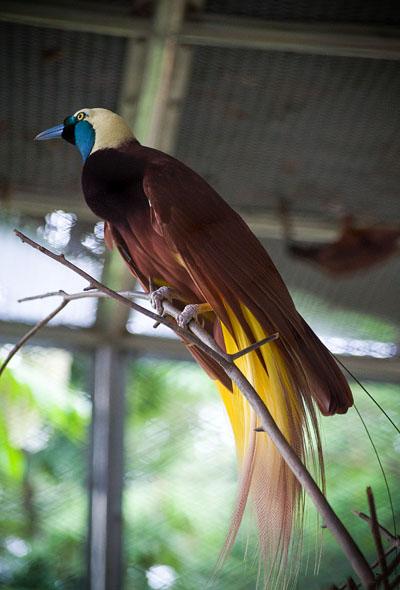 150 самых красивых птиц в мире. Часть 2