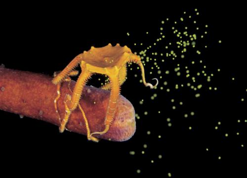 Конкурс подводной фотографии Ocean Art 2019