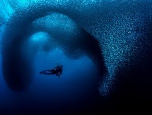 Конкурс подводной фотографии Ocean Art 2019