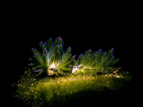 Конкурс подводной фотографии Ocean Art 2019