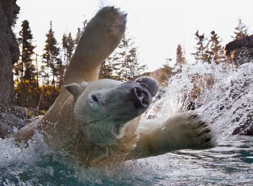 Лучшие снимки дикой природы 2011 года