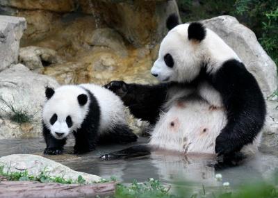 В Китае запускают круглосуточное «реалити-шоу» о пандах