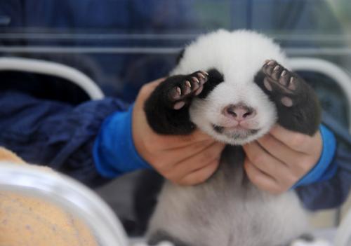 В Китае запускают круглосуточное «реалити-шоу» о пандах
