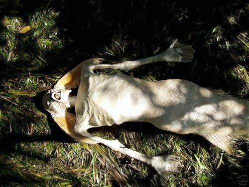 На eBay продавали скелет русалки