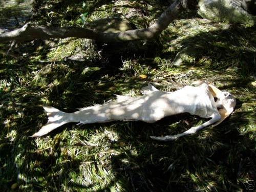 На eBay продавали скелет русалки